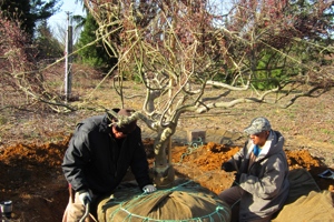 Digging Cutleaf Japanese Maples