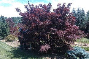 Variety of Specimen Plants