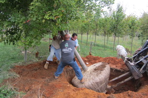 Tipping the Tree