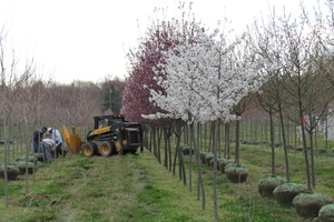 Spring Digging